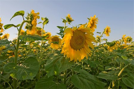 simsearch:841-07523710,k - sunflower field on blue gradient sky Photographie de stock - Aubaine LD & Abonnement, Code: 400-04575485