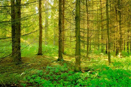 simsearch:700-02265197,k - mysterious fir forest with sunlight rays Stock Photo - Budget Royalty-Free & Subscription, Code: 400-04575488