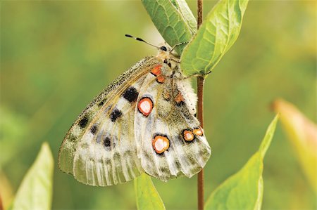 nomion butterfly sitting on the grass Stock Photo - Budget Royalty-Free & Subscription, Code: 400-04575481