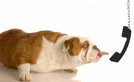 dog angry face - english bulldog sticking tongue out into dangling phone receiver - concept of communication Stock Photo - Budget Royalty-Free & Subscription, Code: 400-04575932