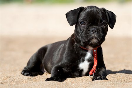 Black and white french bulldog puppy laying in sand Photographie de stock - Aubaine LD & Abonnement, Code: 400-04576762