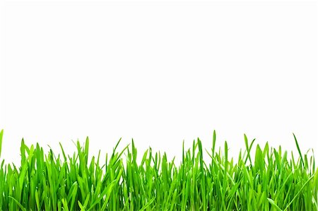 simsearch:400-05362449,k - Fresh green grass on a white isolated background Stock Photo - Budget Royalty-Free & Subscription, Code: 400-04576925