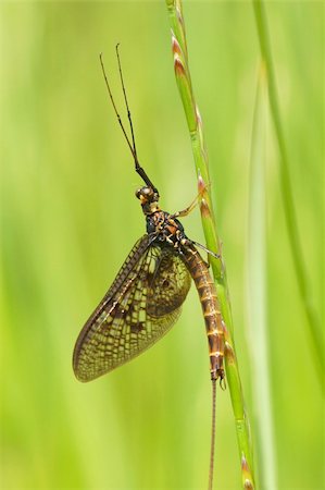 simsearch:400-04710191,k - scary looking yet harmless mayfly on vegetation Stock Photo - Budget Royalty-Free & Subscription, Code: 400-04570165