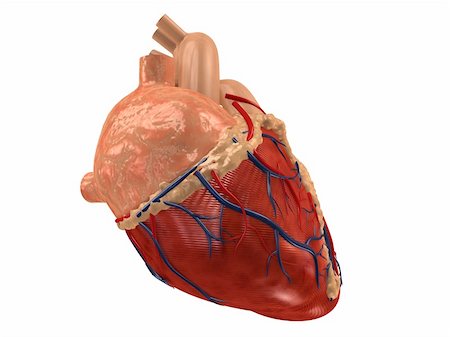 simsearch:400-04178497,k - 3d rendered anatomy illustration of a human heart Stock Photo - Budget Royalty-Free & Subscription, Code: 400-04570794