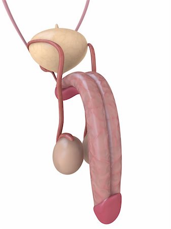 3d rendered anatomy illustration of a human penis Stock Photo - Budget Royalty-Free & Subscription, Code: 400-04570826