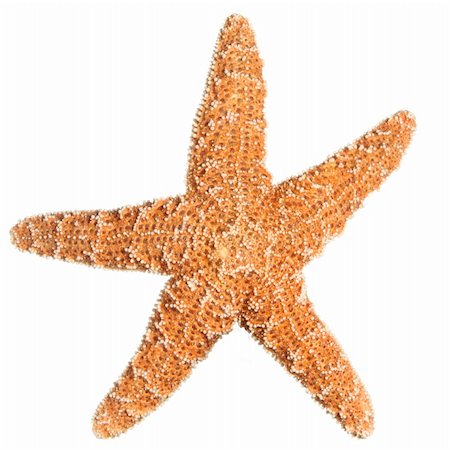 simsearch:400-06137034,k - Sugar Starfish isolated on white Photographie de stock - Aubaine LD & Abonnement, Code: 400-04571534