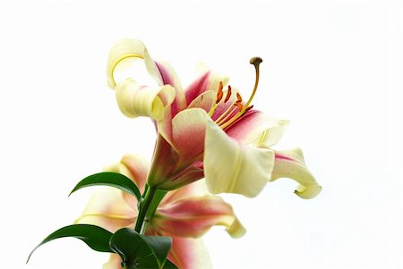 pink lily flower isolated on a white Photographie de stock - Aubaine LD & Abonnement, Code: 400-04584421