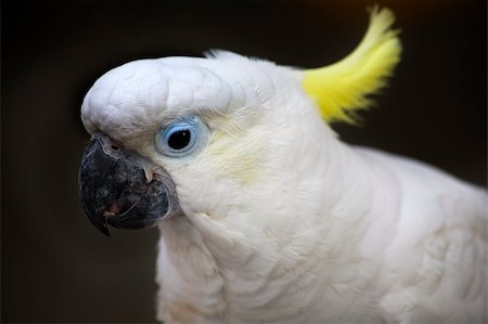 White Sulphur Crested Cockatoo Close Up Macro Hong Kong Bird Market Australian bird Photographie de stock - Aubaine LD & Abonnement, Code: 400-04584561