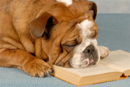 english book - concept of student bored with homework - english bulldog falling asleep over reading a book Stock Photo - Budget Royalty-Free & Subscription, Code: 400-04584819