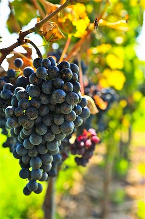 simsearch:846-03166143,k - Red grapes growing on vine in bright sunshine Stock Photo - Budget Royalty-Free & Subscription, Code: 400-04586202