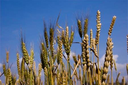 Wheat field against blue sky Stock Photo - Budget Royalty-Free & Subscription, Code: 400-04586464