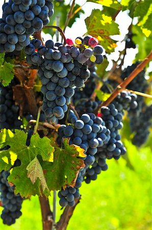 simsearch:846-03166143,k - Red grapes growing on vine in bright sunshine Stock Photo - Budget Royalty-Free & Subscription, Code: 400-04587598