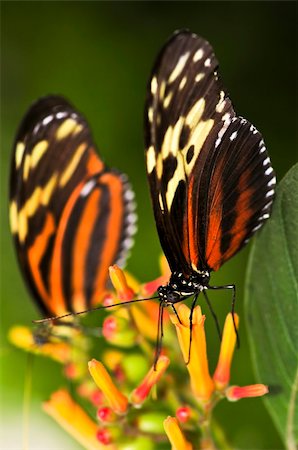 Two large tiger butterflies sitting on a flower Stock Photo - Budget Royalty-Free & Subscription, Code: 400-04587590