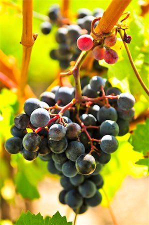 simsearch:846-03166143,k - Red grapes growing on vine in bright sunshine Stock Photo - Budget Royalty-Free & Subscription, Code: 400-04587867