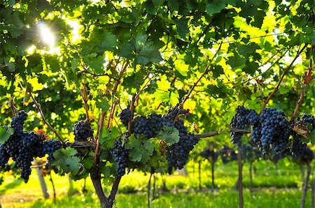 simsearch:846-03166143,k - Purple grapes growing on vine in bright sunshine Stock Photo - Budget Royalty-Free & Subscription, Code: 400-04587876