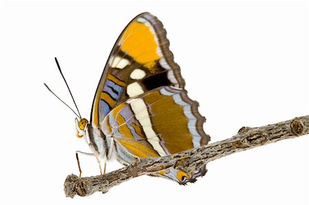 simsearch:400-07518693,k - California Sister, Limenitis bredowii californica, butterfly with wings closed Stock Photo - Budget Royalty-Free & Subscription, Code: 400-04587910