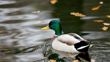 drake - Duck swimming on a lake Stock Photo - Budget Royalty-Free & Subscription, Code: 400-04588703