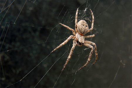 Cross spider in it's web Stock Photo - Budget Royalty-Free & Subscription, Code: 400-04588713