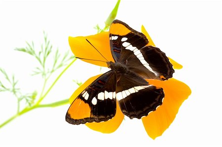 simsearch:400-07518693,k - California Sister, Limenitis bredowii californica, butterfly with wings open on california poppy Stock Photo - Budget Royalty-Free & Subscription, Code: 400-04588833