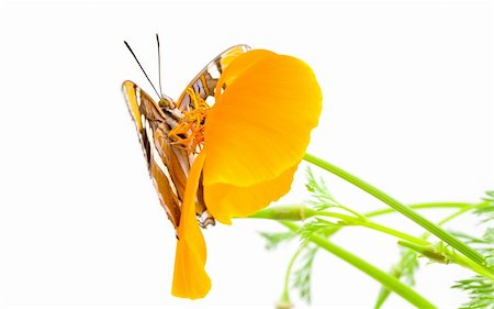 simsearch:400-07518693,k - California Sister, Limenitis bredowii californica, butterfly with wings open on california poppy Stock Photo - Budget Royalty-Free & Subscription, Code: 400-04589833