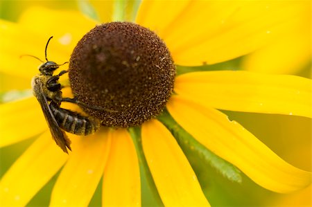 Closeup abstract of a bee covered with pollen on a Black-eyed-susan blossom. Stock Photo - Budget Royalty-Free & Subscription, Code: 400-04581082