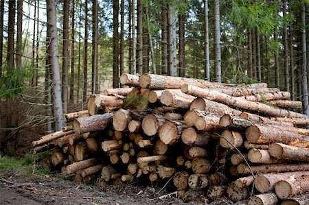 simsearch:700-00361363,k - A pile of logs recently harvested Stock Photo - Budget Royalty-Free & Subscription, Code: 400-04581390