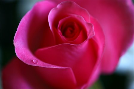 rosebud - Macro of a beautiful and colorful rose with water drops showing Stock Photo - Budget Royalty-Free & Subscription, Code: 400-04581962