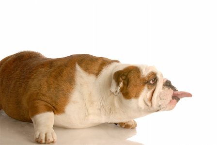 dog licking nose - english bulldog sticking tongue way out isolated on white background Stock Photo - Budget Royalty-Free & Subscription, Code: 400-04582003