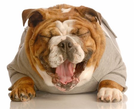 adorable english bulldog laying down with mouth opening laughing Photographie de stock - Aubaine LD & Abonnement, Code: 400-04582626