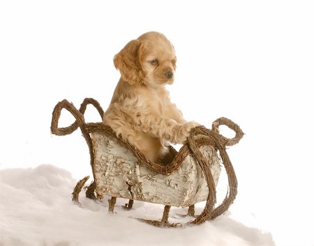 cocker spaniel puppy sitting in winter sleigh isolated on white background Photographie de stock - Aubaine LD & Abonnement, Code: 400-04582627