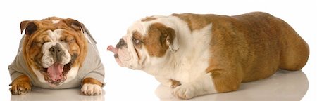 one bulldog laughing as the other is sticking out her tongue Photographie de stock - Aubaine LD & Abonnement, Code: 400-04583145