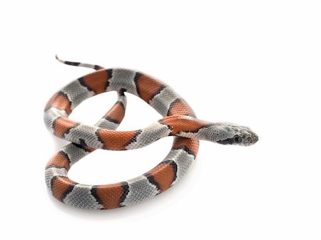 simsearch:400-04092830,k - Gray Banded Snake in a pretzel shape. Stock Photo - Budget Royalty-Free & Subscription, Code: 400-04583794