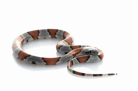 simsearch:400-04092830,k - Gray Banded Snake against a white background. Stock Photo - Budget Royalty-Free & Subscription, Code: 400-04583796