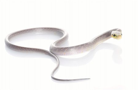 simsearch:400-04092830,k - Silver phase Red-tailed Rat Snake against a white background. Stock Photo - Budget Royalty-Free & Subscription, Code: 400-04583791