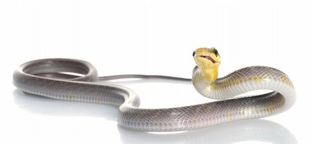 simsearch:400-04092830,k - Silver phase Red-tailed Rat Snake making a funny face. Stock Photo - Budget Royalty-Free & Subscription, Code: 400-04583793