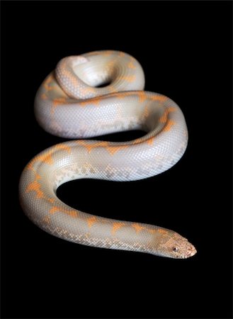 simsearch:400-04092830,k - Albino Kenyan Sand Boa (male) against black background. Stock Photo - Budget Royalty-Free & Subscription, Code: 400-04583817