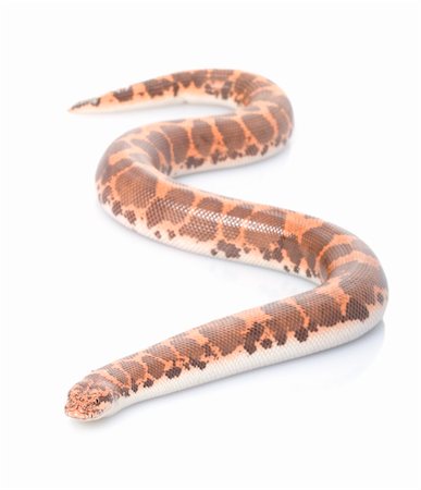 simsearch:400-04092830,k - Kenyan Sand Boa (male) against a white background. Stock Photo - Budget Royalty-Free & Subscription, Code: 400-04583818
