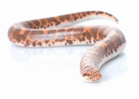 simsearch:400-04092830,k - Kenyan Sand Boa (male) against a white background. Stock Photo - Budget Royalty-Free & Subscription, Code: 400-04583819