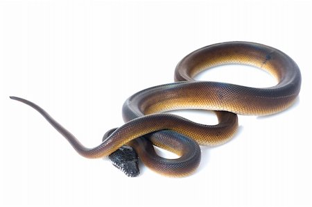 simsearch:400-04092830,k - White Lipped Python against white background. Stock Photo - Budget Royalty-Free & Subscription, Code: 400-04583824