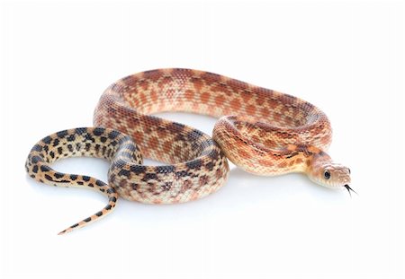 simsearch:400-04092830,k - Cape Gopher Snake (Pituophis catenifer vertibralis) against a white background. Stock Photo - Budget Royalty-Free & Subscription, Code: 400-04583839