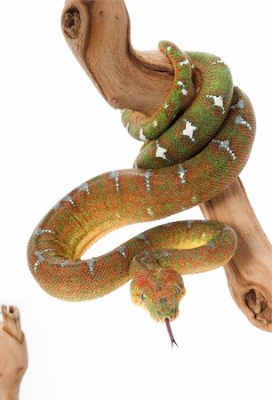 simsearch:400-04092830,k - Emerald Tree Boa (female) on a branch against a white background. Stock Photo - Budget Royalty-Free & Subscription, Code: 400-04583845