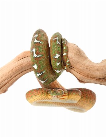 simsearch:400-05338354,k - Emerald Tree Boa (female) on a branch against a white background. Stock Photo - Budget Royalty-Free & Subscription, Code: 400-04583848
