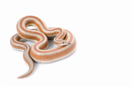 snake skin - San Mateo Rosy Boa curled up against white background. Photographie de stock - Aubaine LD & Abonnement, Code: 400-04583840