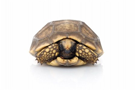 Yellowfoot Tortoise snug in shell. Stock Photo - Budget Royalty-Free & Subscription, Code: 400-04583854