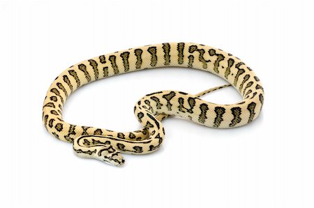 simsearch:400-04092830,k - Jaguar Carpet Snake against white background. Stock Photo - Budget Royalty-Free & Subscription, Code: 400-04583887