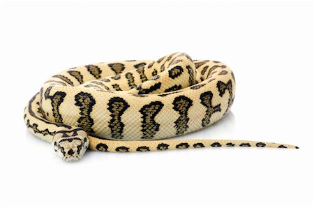 simsearch:400-04092830,k - Jaguar Carpet Snake against white background. Stock Photo - Budget Royalty-Free & Subscription, Code: 400-04583888