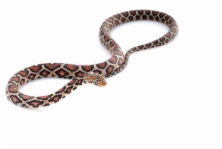 simsearch:400-04092830,k - Mexican Night Snake against white background. Stock Photo - Budget Royalty-Free & Subscription, Code: 400-04583894