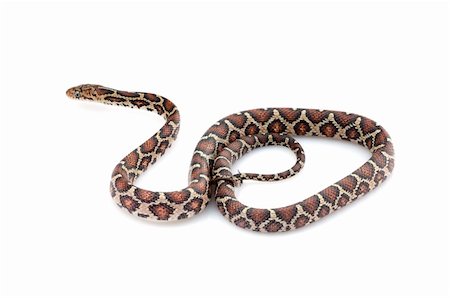 simsearch:400-04092830,k - Mexican Night Snake against white background. Stock Photo - Budget Royalty-Free & Subscription, Code: 400-04583895
