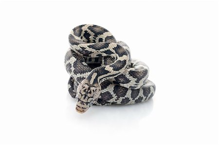 simsearch:400-04092830,k - Anery Mexican Night Snake curled up against white background. Stock Photo - Budget Royalty-Free & Subscription, Code: 400-04583896