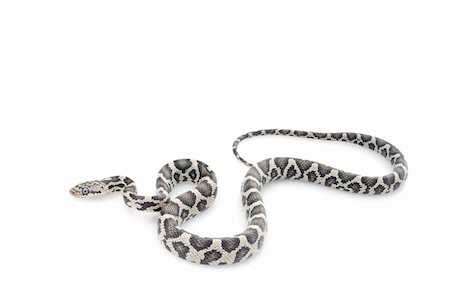 simsearch:400-04092830,k - Anery Mexican Night Snake against a white background. Stock Photo - Budget Royalty-Free & Subscription, Code: 400-04583897
